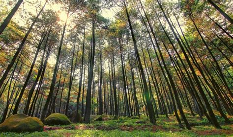 Hutan Pinus Asri Salatiga